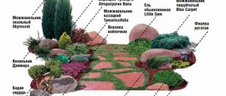 Схема расположения кустарниковых растений на участке