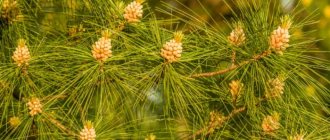 Vemutova pine cones