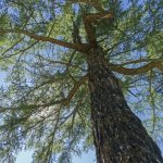 Siberian larch: what the plant looks like and where it can be grown