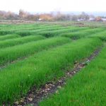 what is green manure?