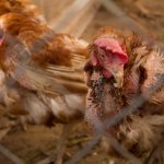 Symptoms of mycoplasmosis in chickens and treatment