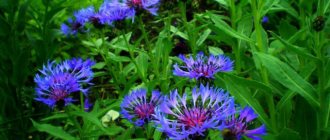 Blue and blue perennials: photos and names, top blooming all summer