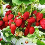 How many strawberries can you harvest from 1 acre? Technology for growing strawberries in a greenhouse and in open ground 