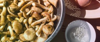 How long to cook fresh honey mushrooms before frying and before freezing