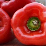 &#39;Sweet and juicy pepper variety &quot;Tolstyachok&quot;