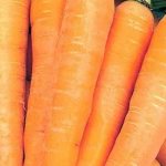 Sweet, delicate carrot variety Altai Gourmand