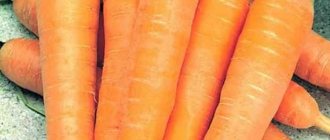 Сладкий, нежный сорт моркови Алтайская лакомка