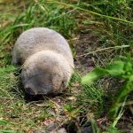 Mole rat-animal-Description-features-species-lifestyle-and-habitat-of the mole rat-8