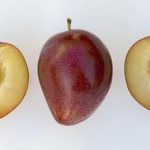 Сливово-вишневый гибрид мейнор