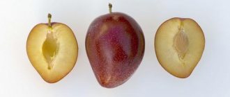Plum-cherry hybrid mainor