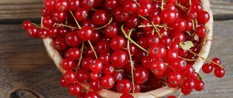 Red currant - Dutch pink, variety description and reviews