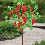 Standard currant (on a standard): planting and care, reviews, bush formation