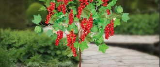 Standard currant (on a standard): planting and care, reviews, bush formation