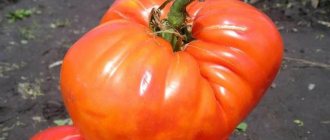 'Собираем 5-6 кг помидоров с куста, выращивая томат "Сахарный гигант"' width="800