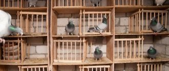 Keeping pigeons