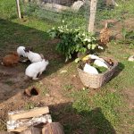 Keeping rabbits in enclosures