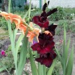 preservation of varietal gladiolus