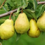 Duchess summer pear variety