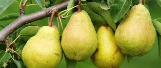 Duchess summer pear variety