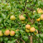 Pear variety Otradnenskaya