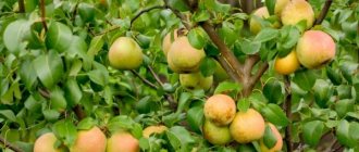 Pear variety Otradnenskaya