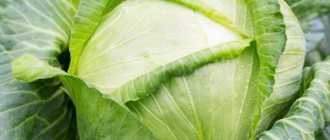Cabbage variety Kilaton