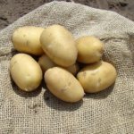 Potato variety Irbitsky