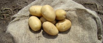 Сорт картофеля Ирбитский