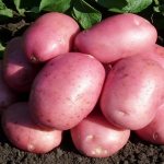 &#39;Potato variety &quot;Labella&quot;&#39; width=&quot;700