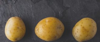 potato variety Lorch