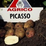 &#39;Potato variety &quot;Picasso&quot;&#39; width=&quot;600