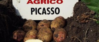 &#39;Potato variety &quot;Picasso&quot;&#39; width=&quot;600