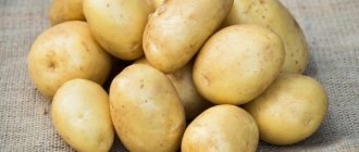 Potato variety Uladar