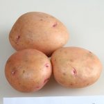 Potato variety Zhukovsky