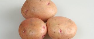 Potato variety Zhukovsky