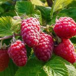 Raspberry variety Pride of Russia