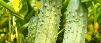 Cucumber variety Rodnichok