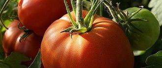 &#39;A tomato variety that definitely won&#39;t disappoint you - the Monomakh&#39;s Hat tomato&#39; width=&quot;800