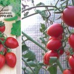 Tomato variety Cherry Ira