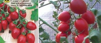 Tomato variety Cherry Ira