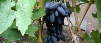 Academician grape variety