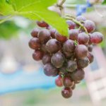 Grape variety Favor