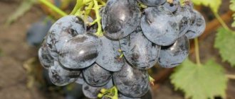 Furor grape variety