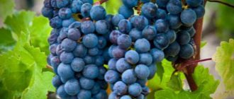 Cabernet Sauvignon grape variety
