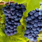 The grape variety “Moldova” (pictured) is distinguished by beautiful clusters and a pleasant taste of “blue” berries