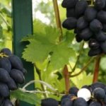 Viking grape variety - description of the variety, features of planting and cultivation
