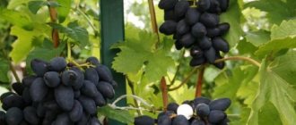 Viking grape variety - description of the variety, features of planting and cultivation