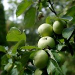 Apple tree variety Arkad