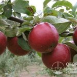 The apple tree variety “Kovalenkovskoye” (pictured) is sometimes popularly called “Red Sweet”