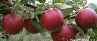 Сорт яблони «Коваленковское» (на фото) в народе иногда называют «Красное сладкое»